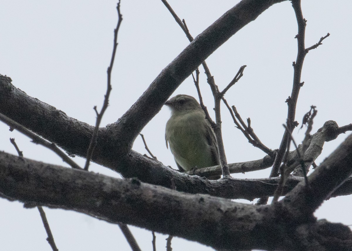 Southern Mouse-colored Tyrannulet - ML547105231