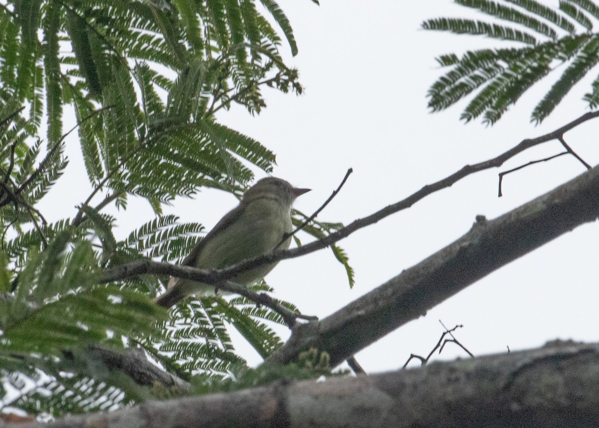 Southern Mouse-colored Tyrannulet - ML547105241