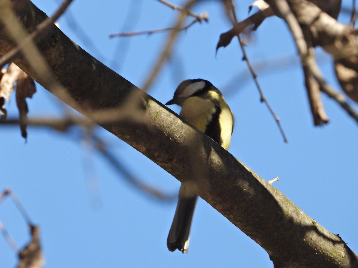 Great Tit - ML547105521