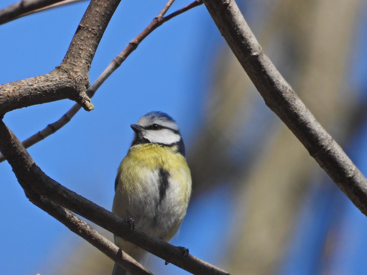 Eurasian Blue Tit - ML547105591