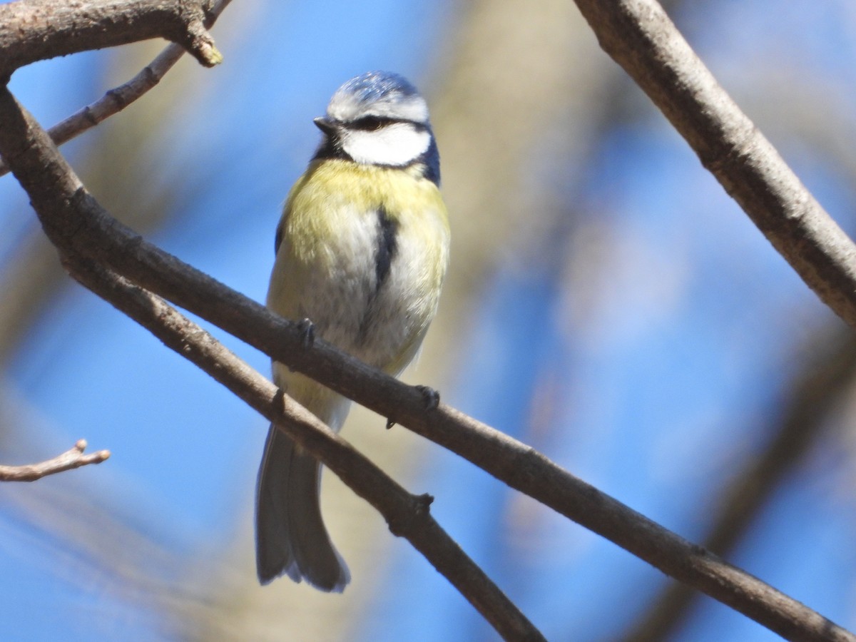 Eurasian Blue Tit - ML547105601