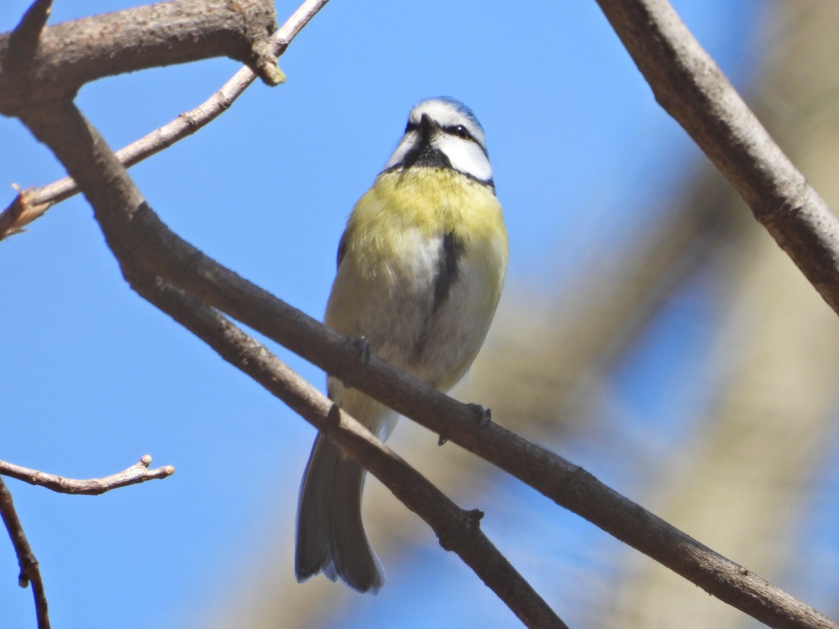 Eurasian Blue Tit - ML547105621