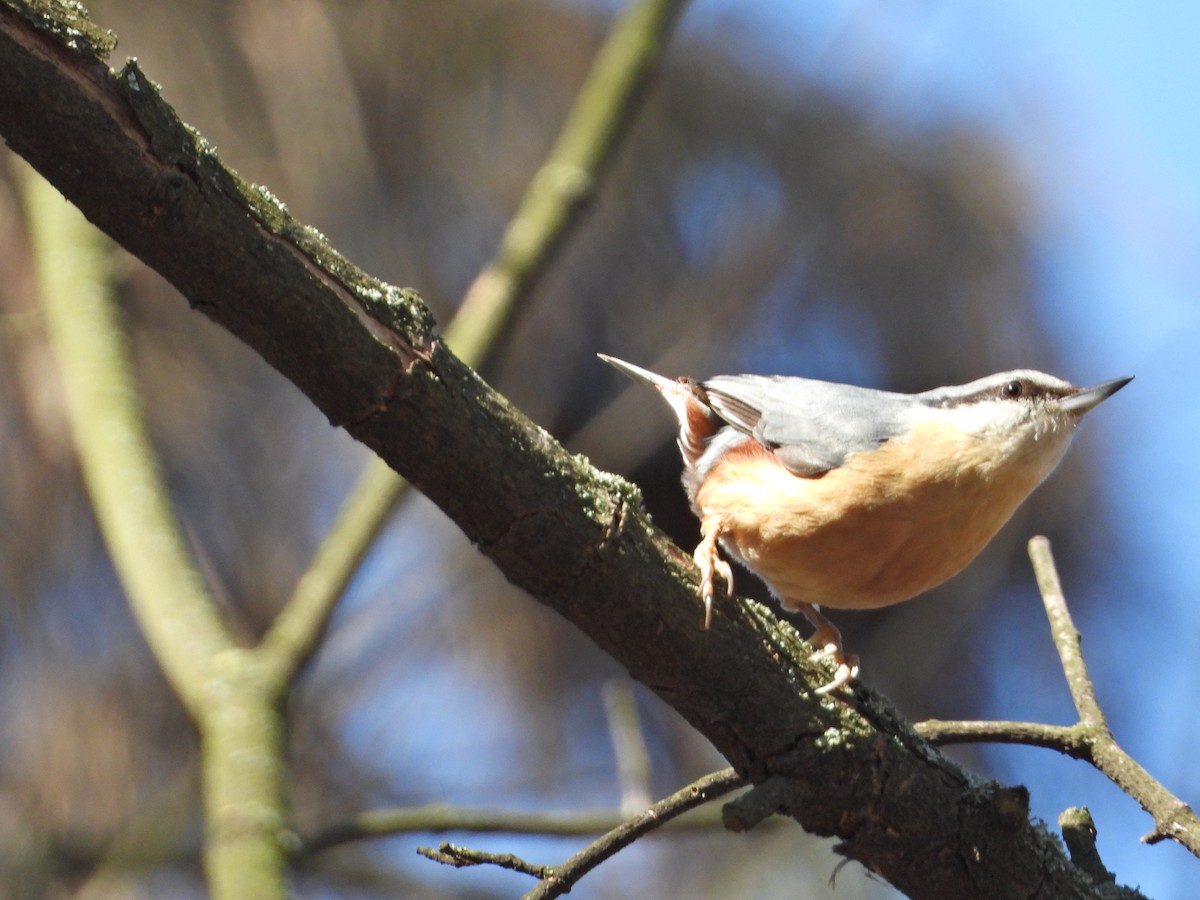 Eurasian Nuthatch - ML547105651