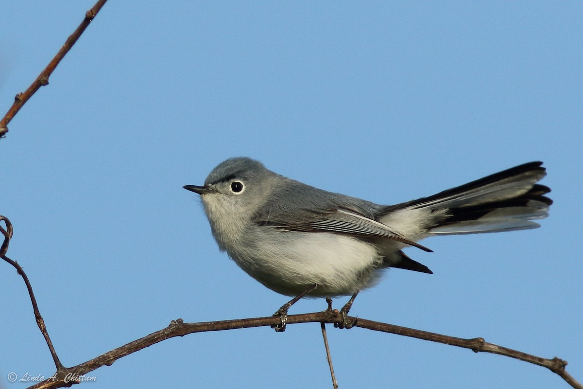 Blue-gray Gnatcatcher - Linda Chittum