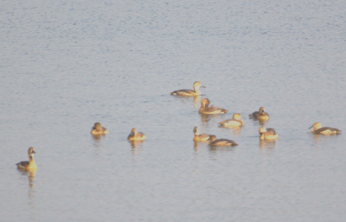 Lesser Whistling-Duck - ML547106351