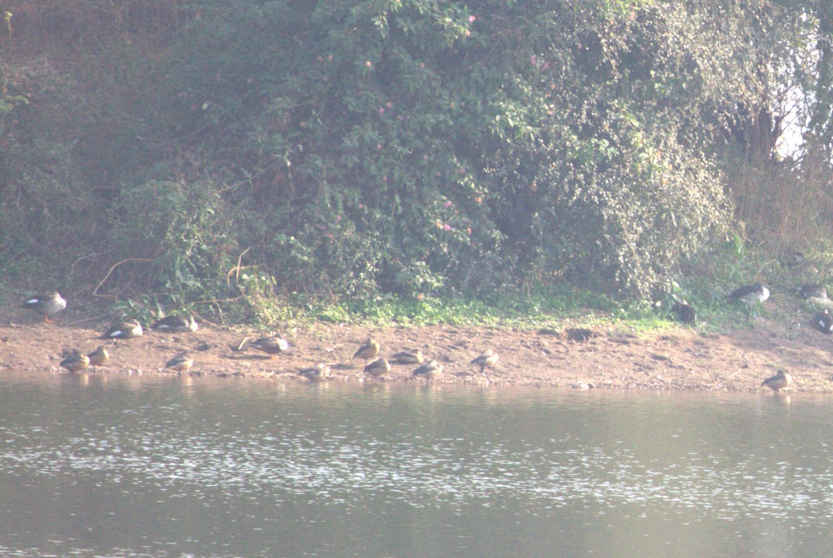 Lesser Whistling-Duck - ML547106961