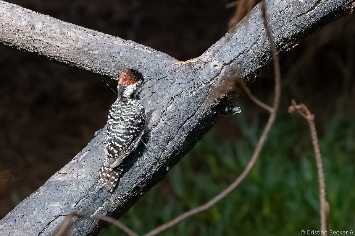 Striped Woodpecker - ML547106971