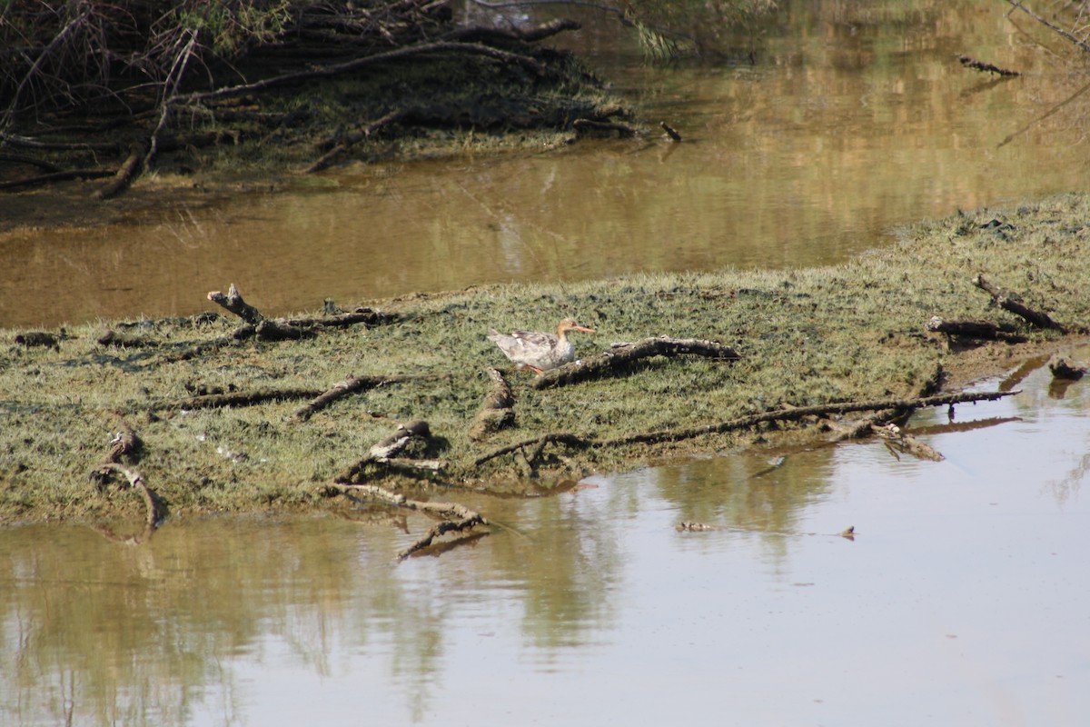 Red-breasted Merganser - ML54710711