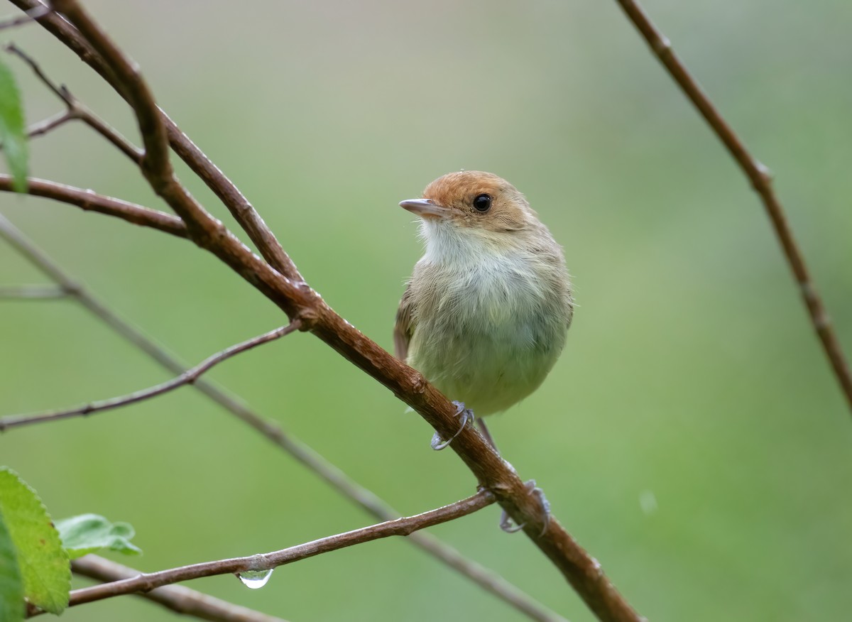 Fulvous-faced Scrub-Tyrant - ML547108061