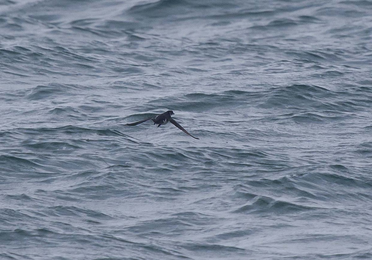 Common Diving-Petrel - ML54710841