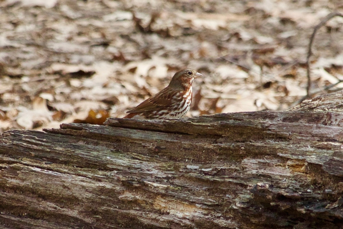 Fox Sparrow - ML547108651