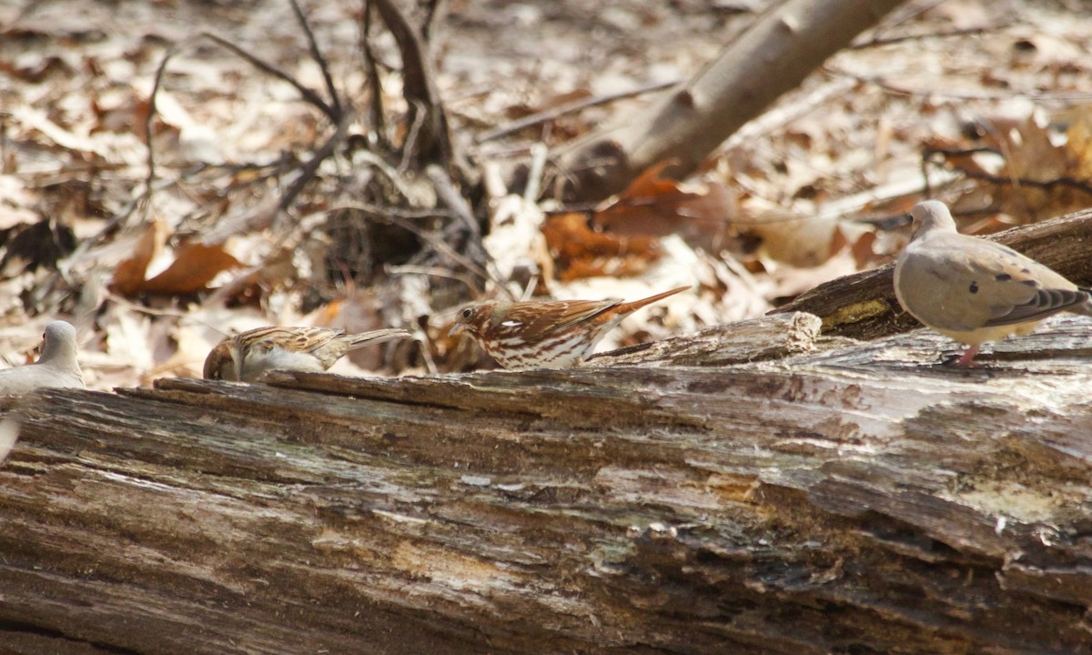 Fox Sparrow - ML547108661