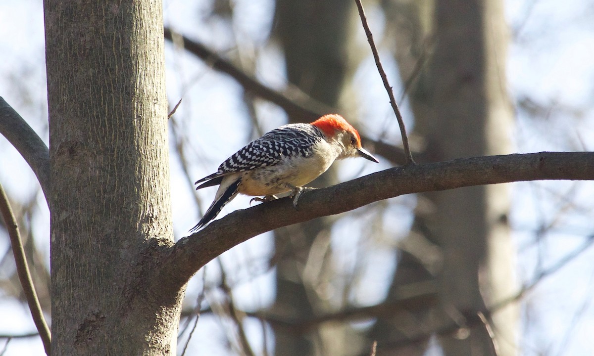 Red-bellied Woodpecker - ML547108971