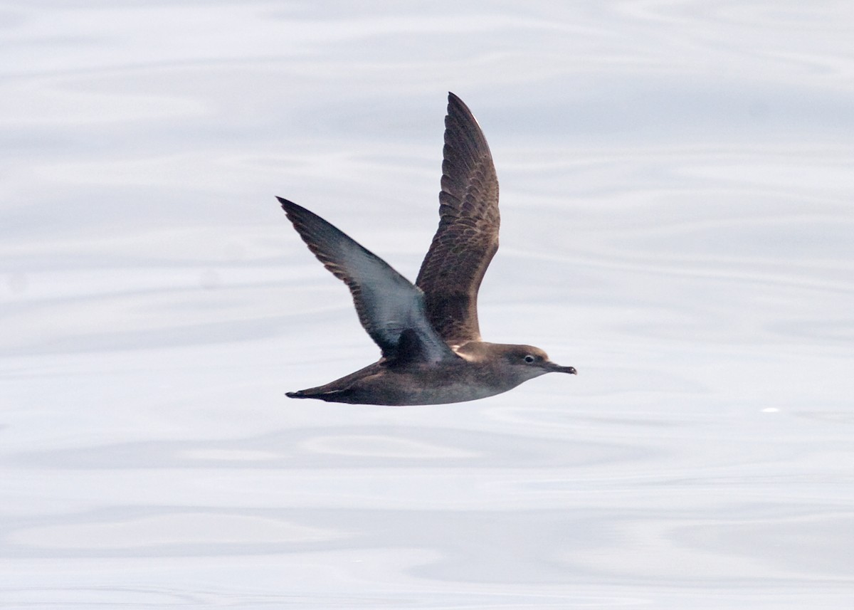 Balearic Shearwater - ML547109081