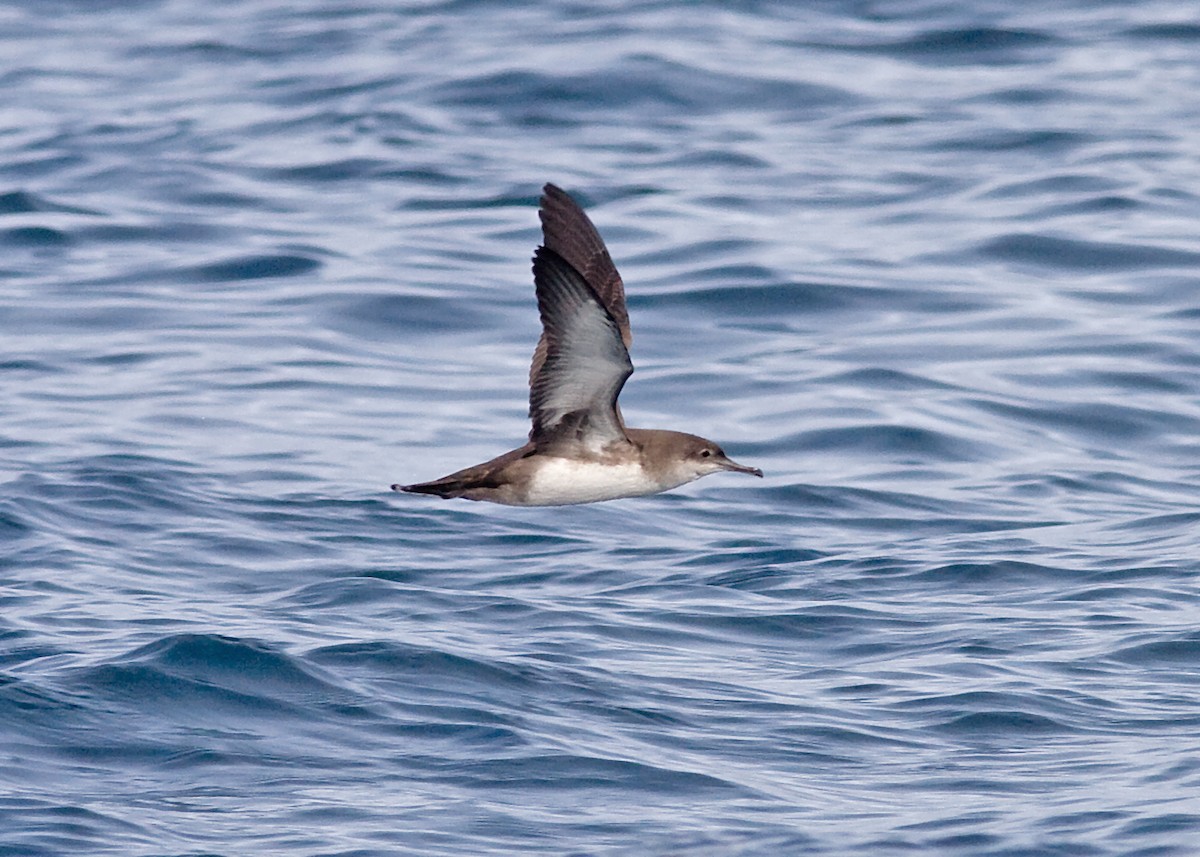 Balearic Shearwater - ML547109091