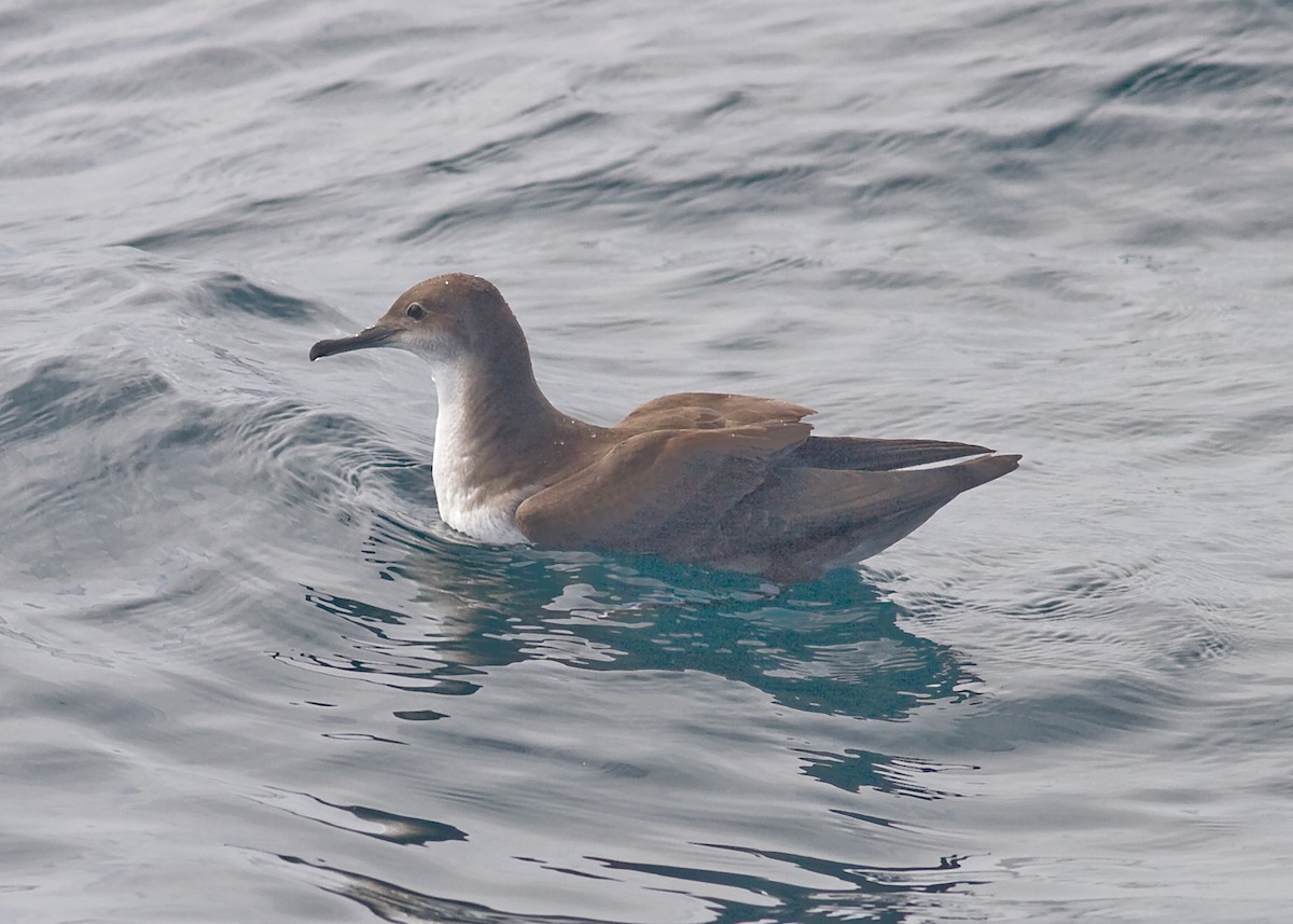 Balearic Shearwater - Nick Watmough