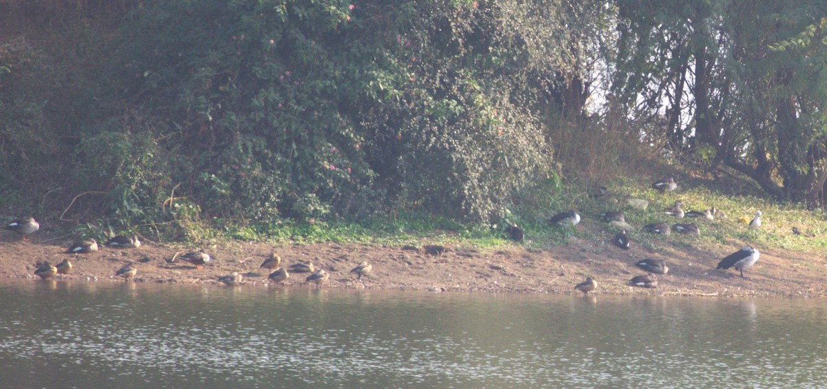 Indian Spot-billed Duck - ML547109231