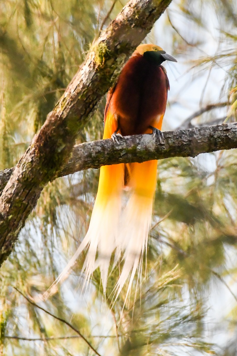 Lesser Bird-of-Paradise - ML547109281