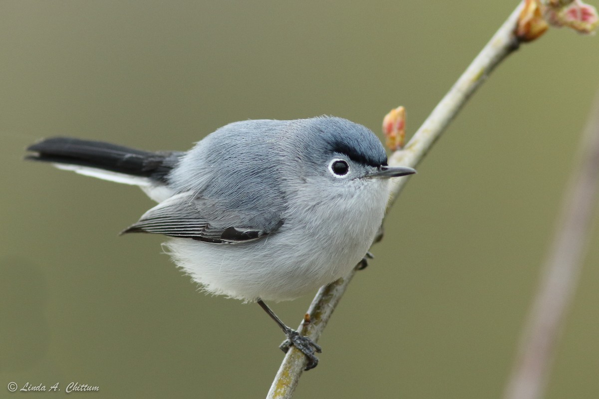 Blue-gray Gnatcatcher - Linda Chittum
