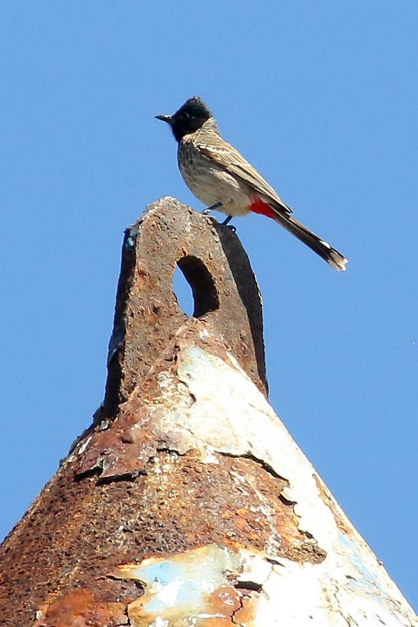 Red-vented Bulbul - ML547110861