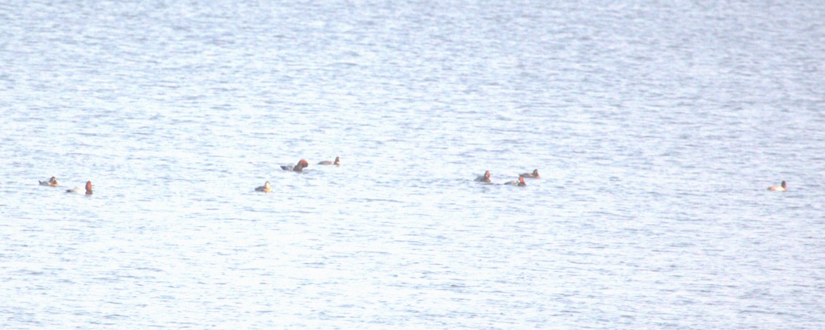 Common Pochard - ML547110971