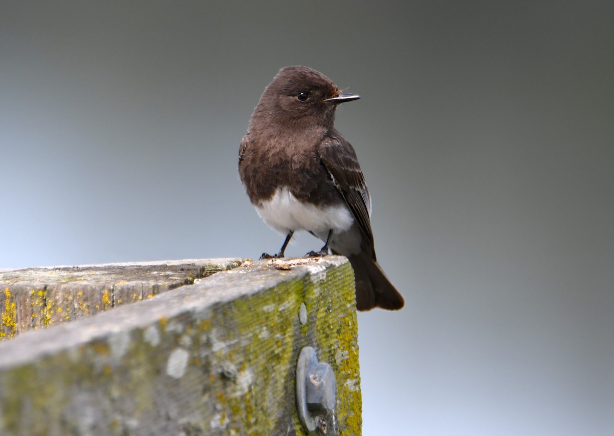 Black Phoebe - Sue Gragg