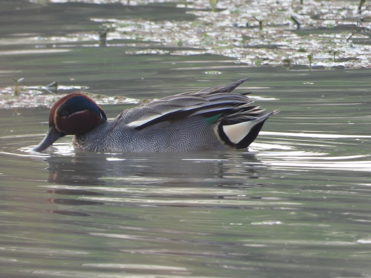 Green-winged Teal - ML547111511