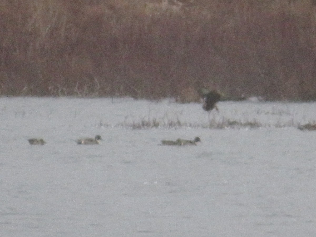 Northern Pintail - ML547111541