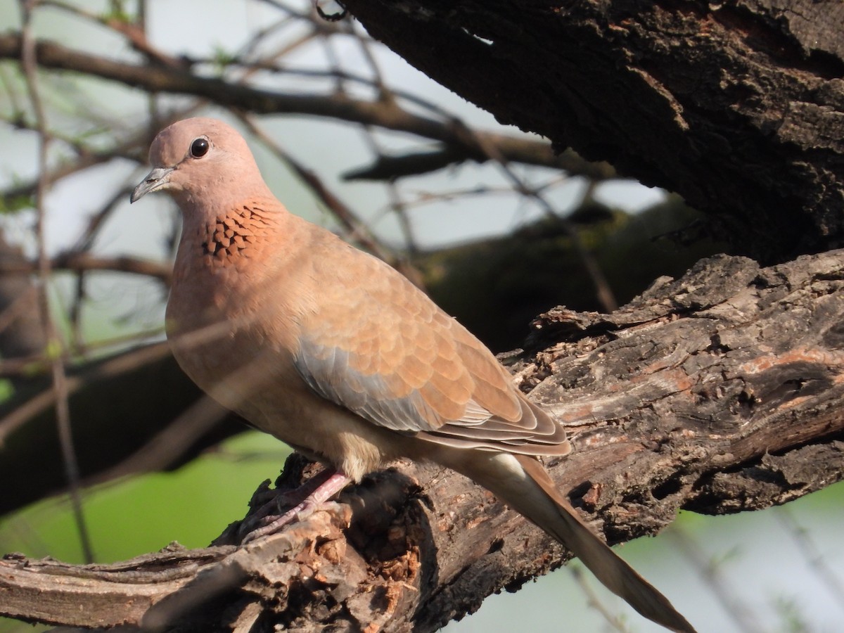 Laughing Dove - tina shangloo