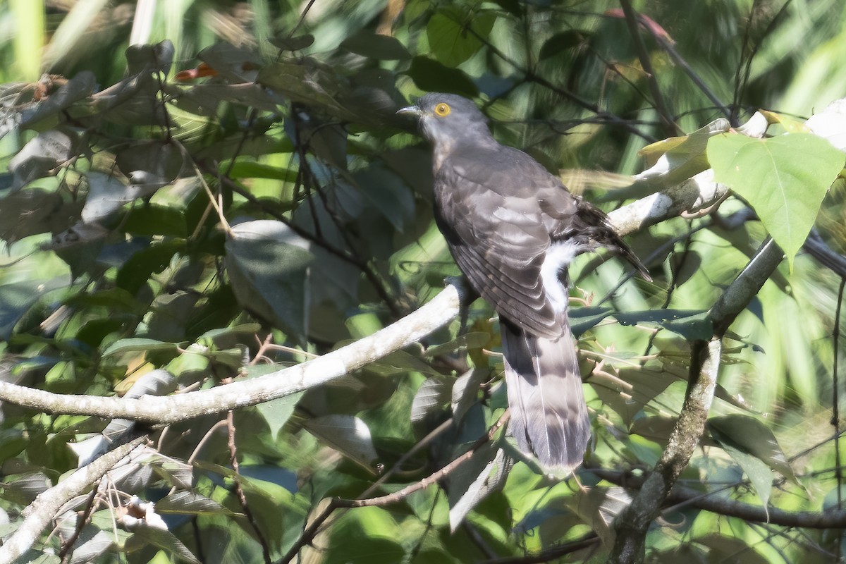 Large Hawk-Cuckoo - ML547112621