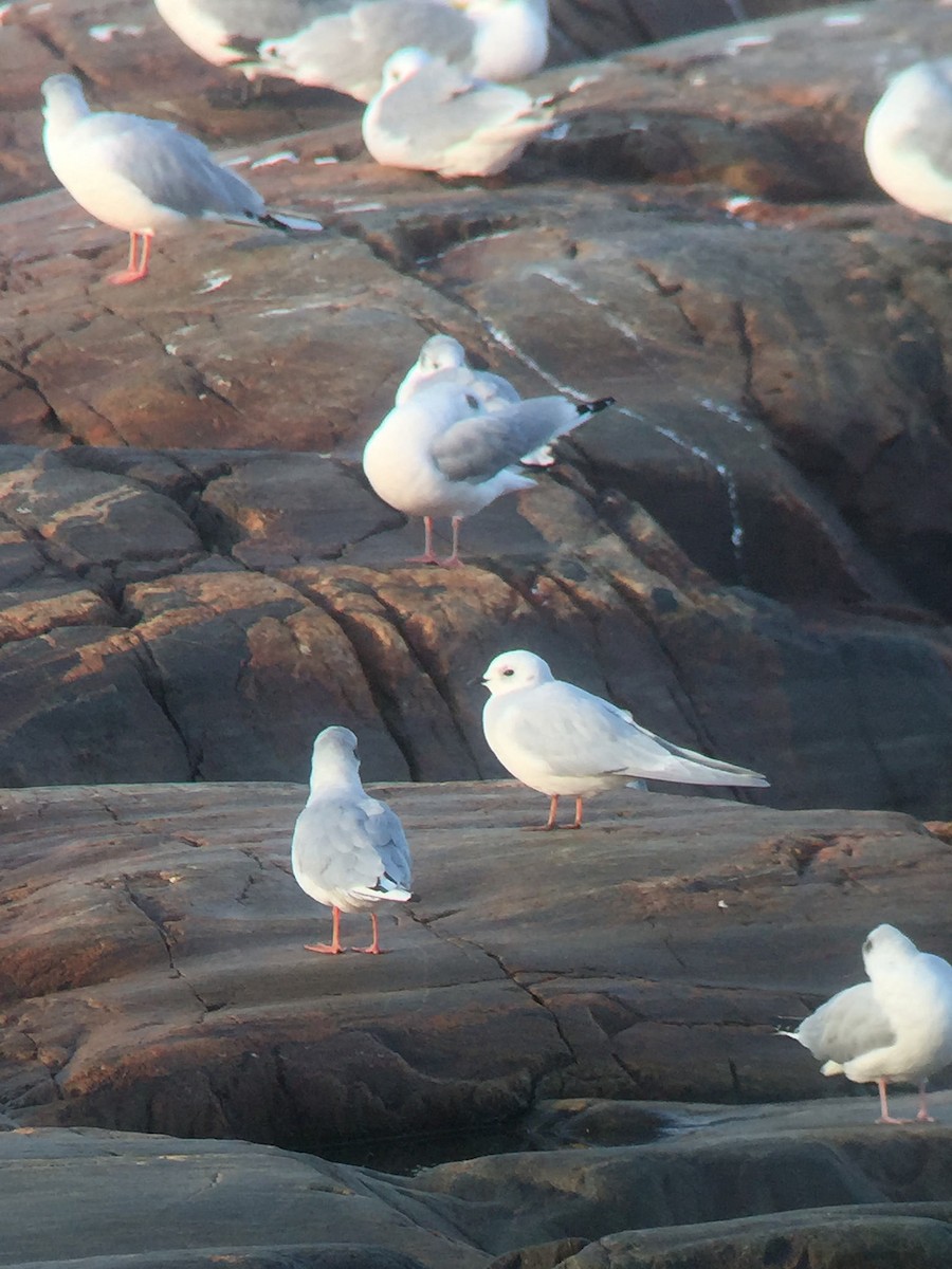 Ross's Gull - ML54711311