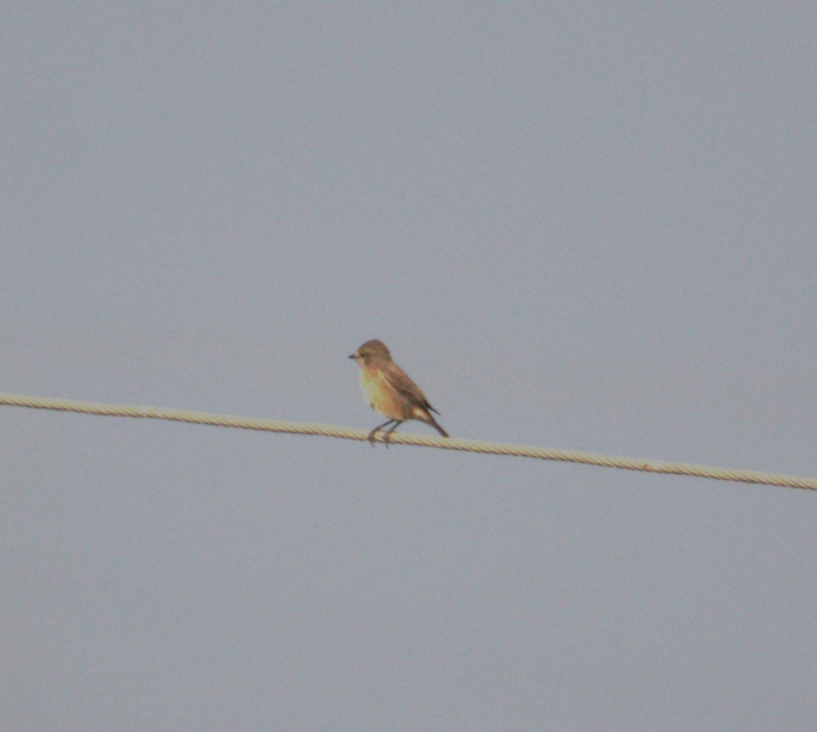 Pied Bushchat - ML547113191