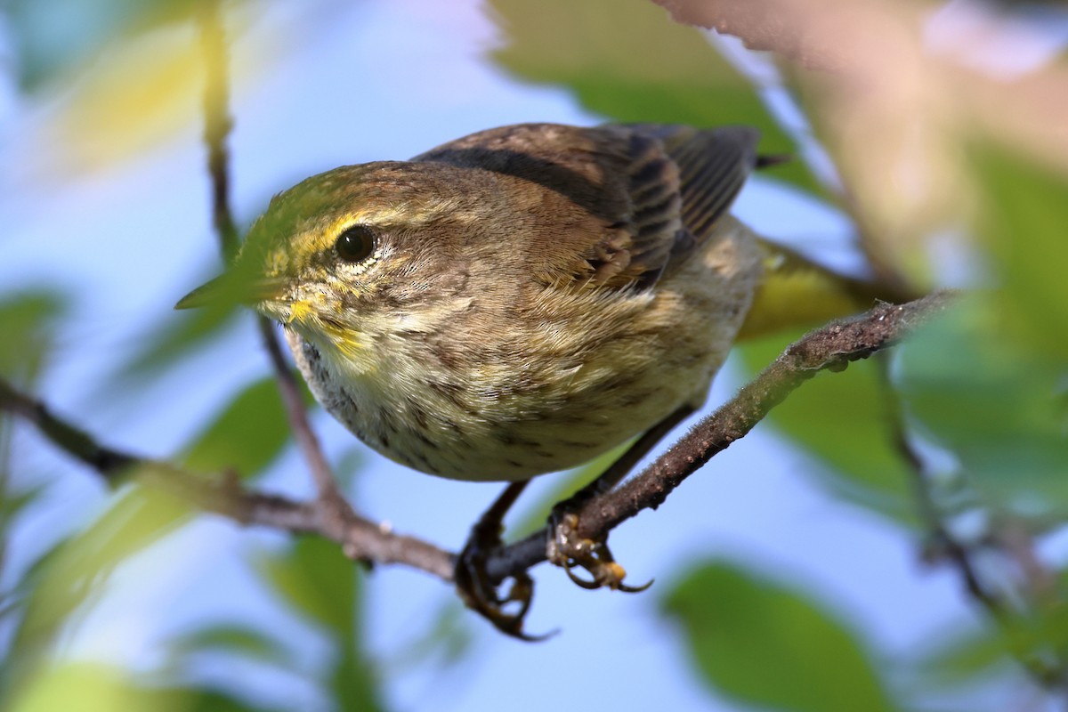 Palm Warbler - ML547113371