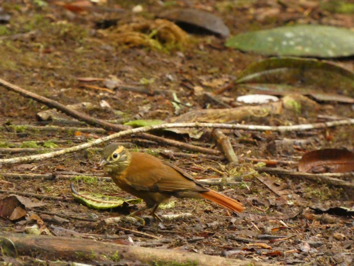 Scaly-throated Foliage-gleaner - ML547113491