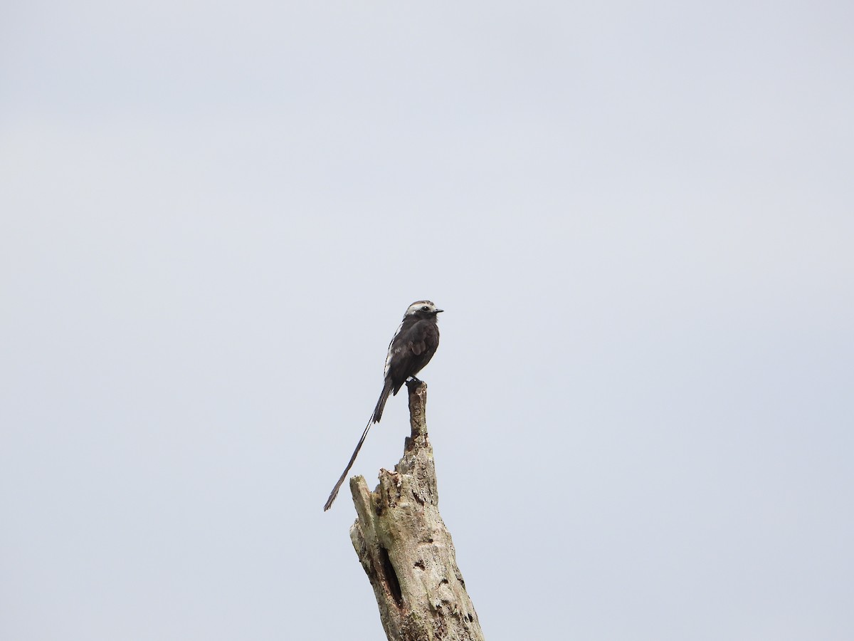 Long-tailed Tyrant - ML547113731