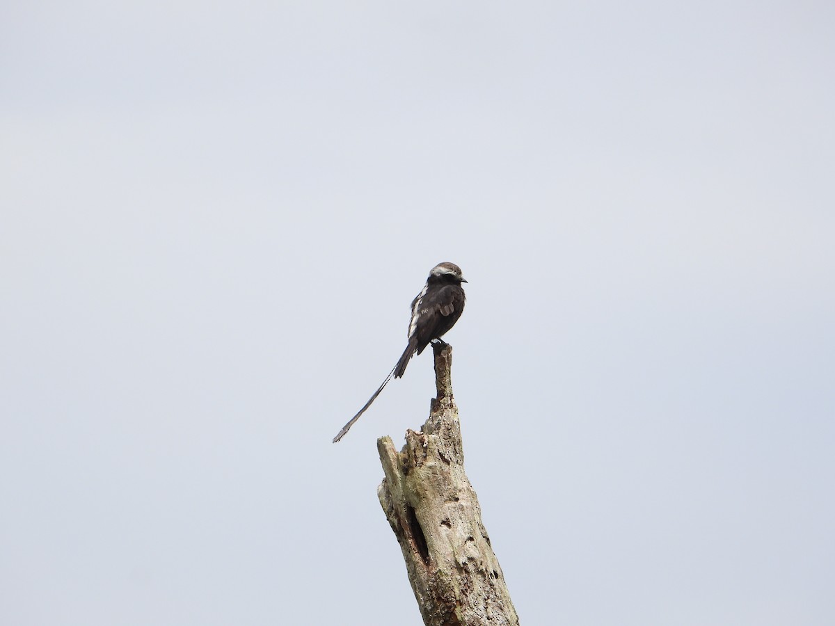 Long-tailed Tyrant - ML547113761