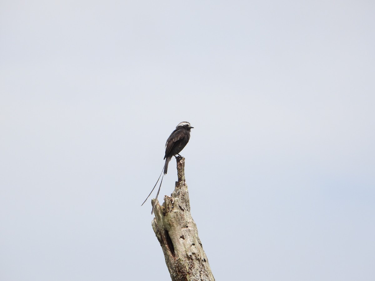 Long-tailed Tyrant - ML547113831