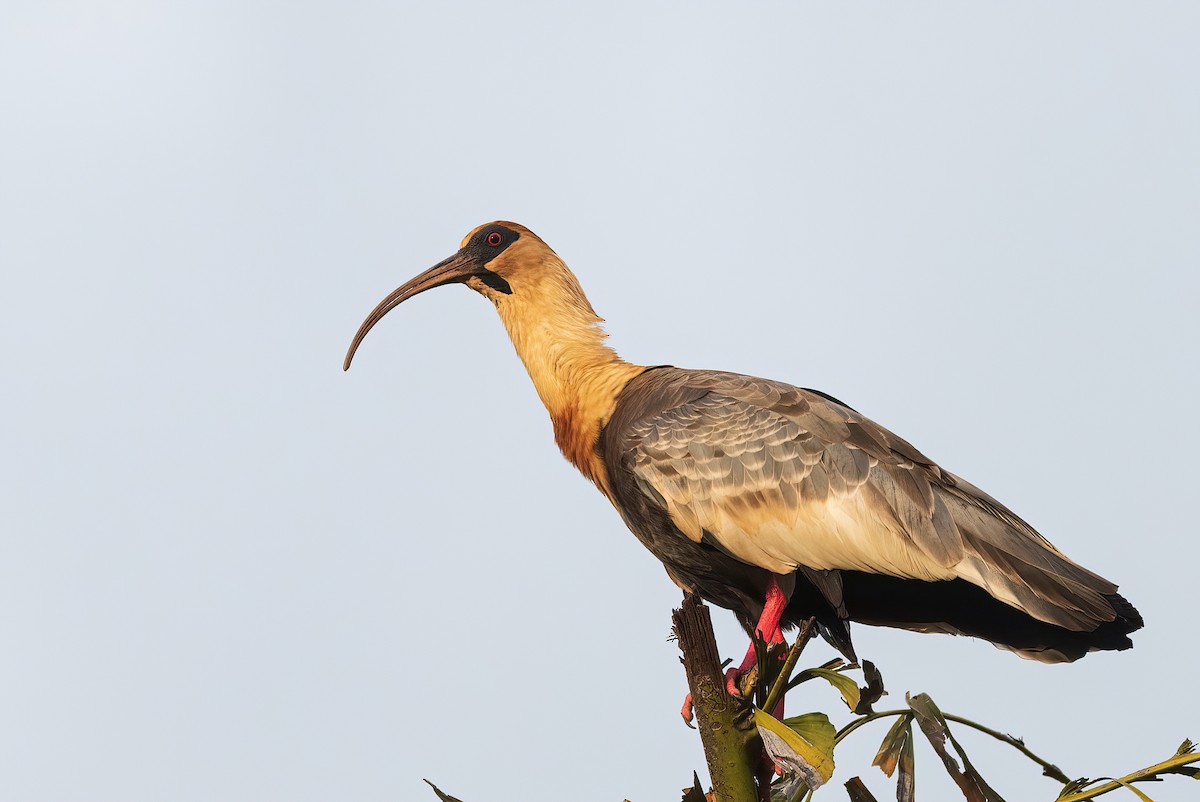 ibis bělokřídlý - ML547113951