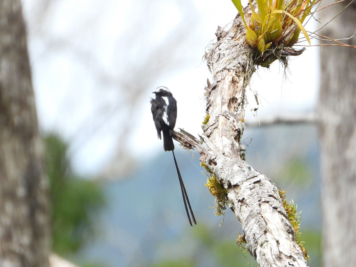 Long-tailed Tyrant - Joel Amaya (BirdwatchingRoatan.com)