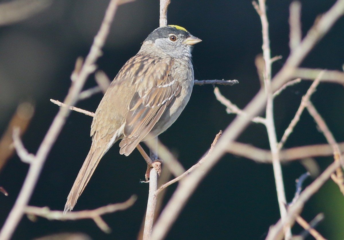 Golden-crowned Sparrow - Don Roberson