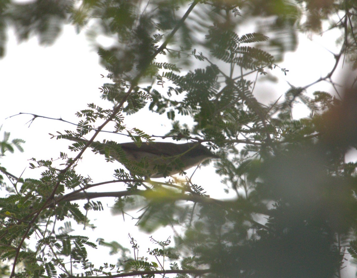 Lesser Whitethroat - ML547114471