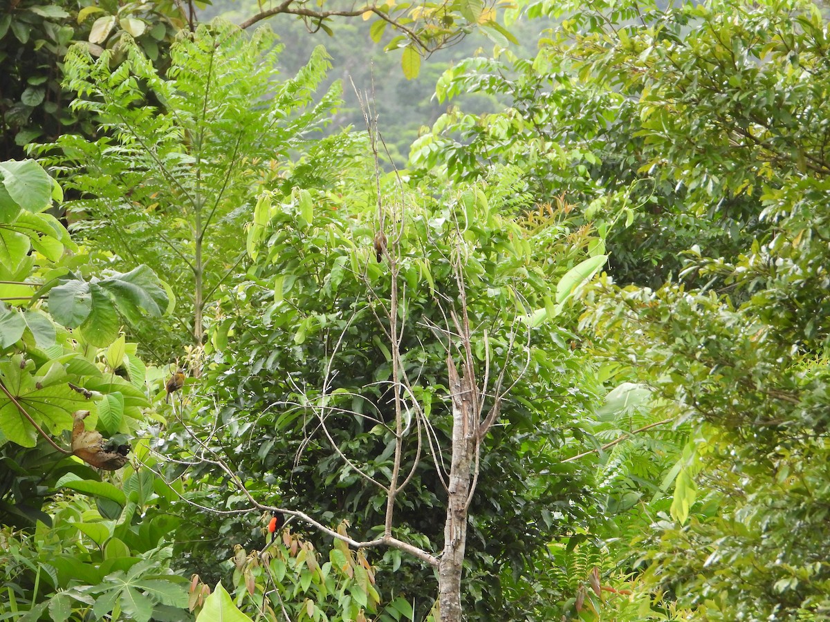 Scarlet-rumped Tanager - ML547114481