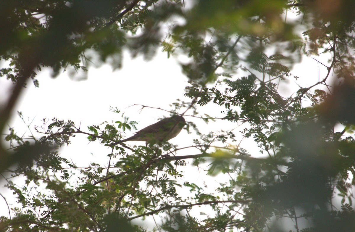 House Sparrow - PARTH PARIKH