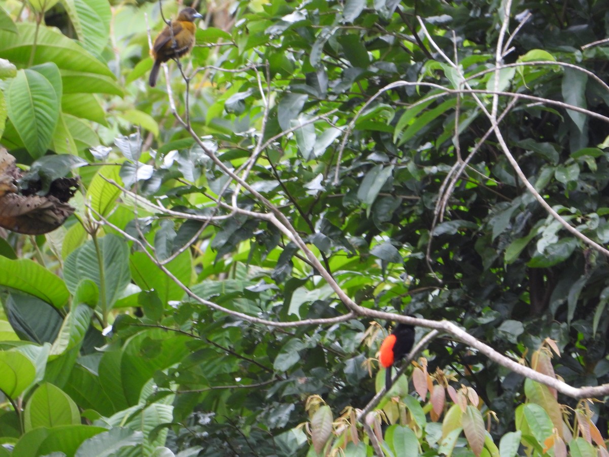 Scarlet-rumped Tanager - ML547114541