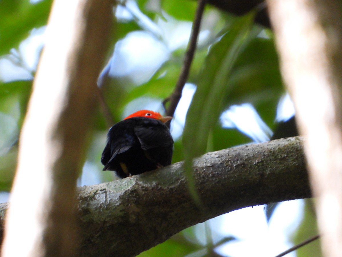 Red-capped Manakin - ML547114721