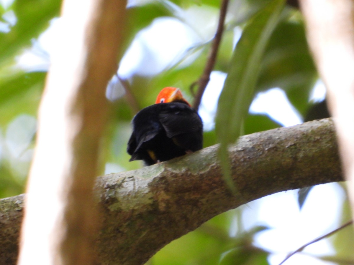 Red-capped Manakin - ML547114731