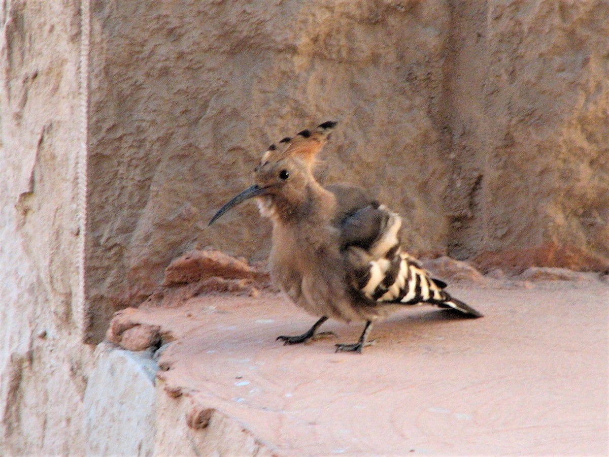 Eurasian Hoopoe - ML547114991