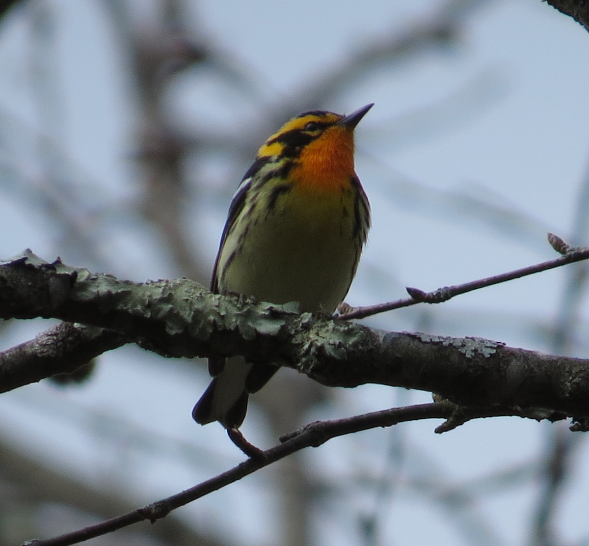 Blackburnian Warbler - ML54711541