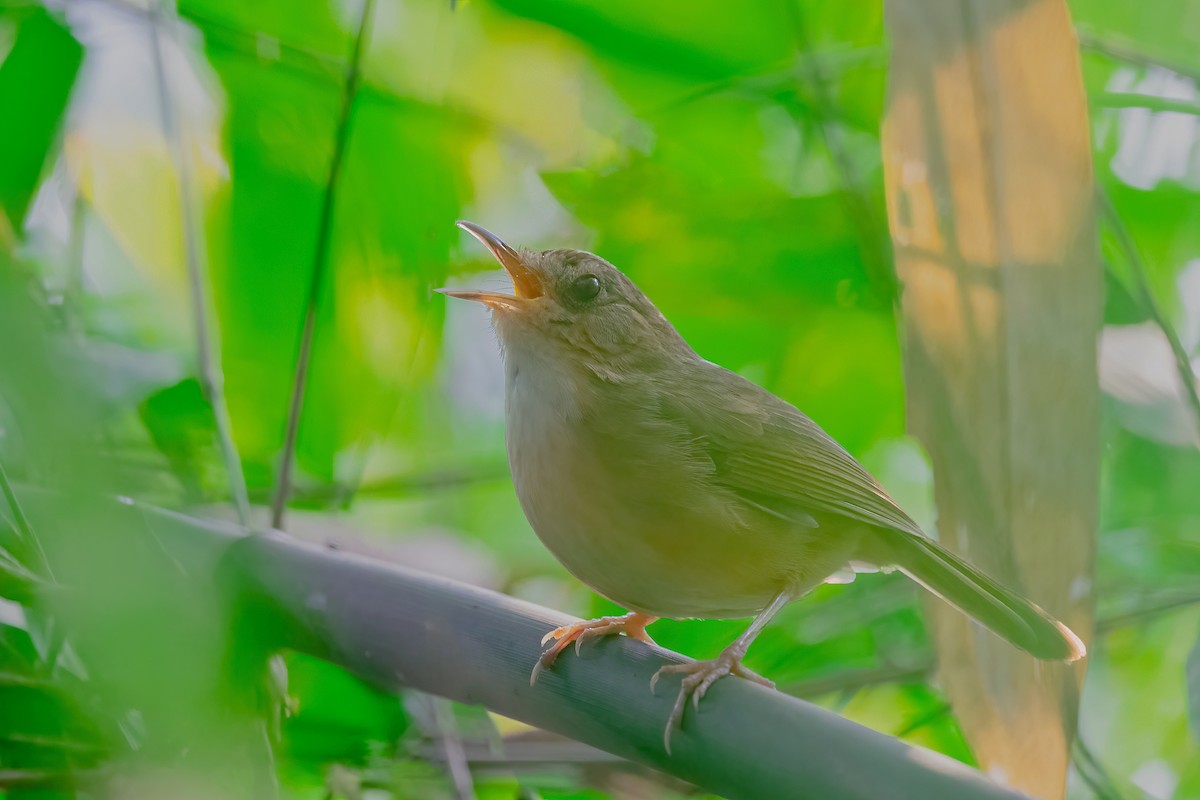 Buff-breasted Babbler - Rajkumar Das