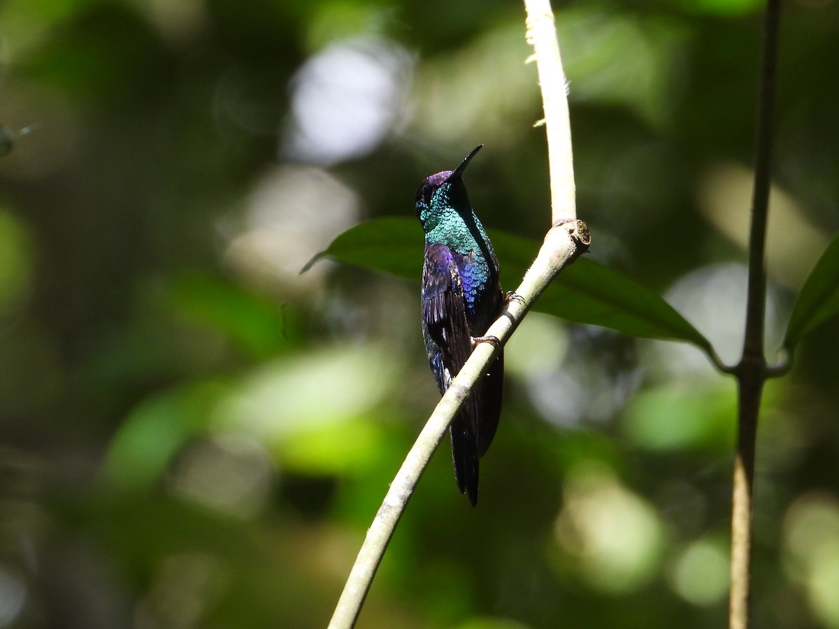 Crowned Woodnymph - ML547117171